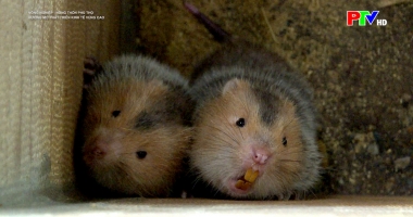 Hướng mở phát triển kinh tế vùng cao