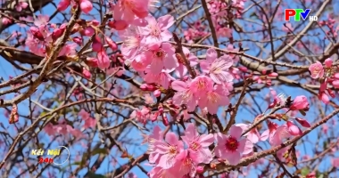 Kết nối 24 ngày 18-01-2026