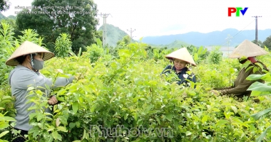 Khi HTX trở thành "bà đỡ" của nông dân