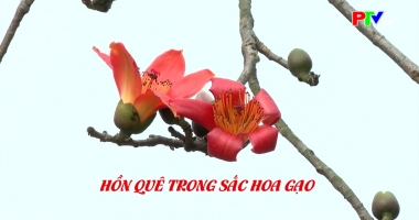 Khoảnh khắc - Hồn quê trong sắc hoa gạo