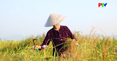 Khoảnh khắc - Hương lúa