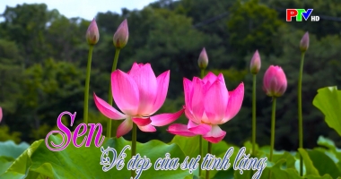 Khoảnh khắc - Sen: Vẻ đẹp của sự tĩnh lặng