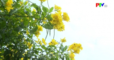 Khoảnh khắc cuộc sống - Rung rinh chuông Vàng