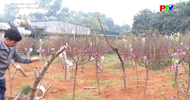 Khởi nghiệp sáng tạo - Làm giàu từ trồng hoa đào