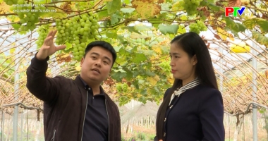 Khởi nghiệp xanh từ vườn nho