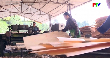 Kinh tế rừng mở hướng thoát nghèo