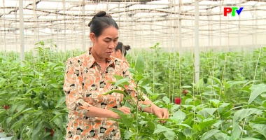 Kinh tế tập thể - Khi hợp tác xã tham gia OCOP