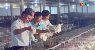 KInh tế tập thể - Sức vươn của kinh tế tập thể