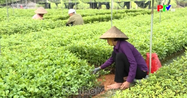 Làm giàu trên quê hương