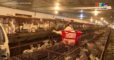 Muôn cách làm giàu: Nuôi thỏ xuất khẩu