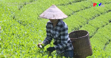 Liên kết sản xuất chè