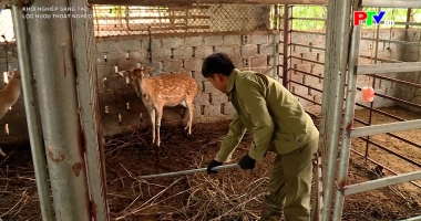 Lộc hươu thoát nghèo