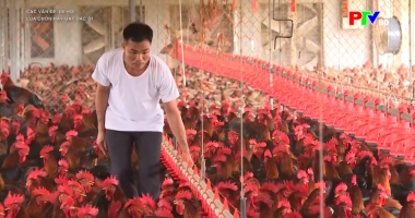 Lựa chọn hay bất đắc dĩ