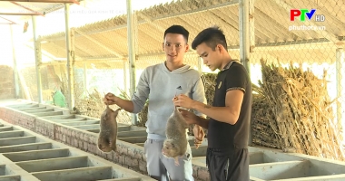Muôn cách làm giàu - Mô hình nuôi dúi mang lại hiệu quả kinh tế cao
