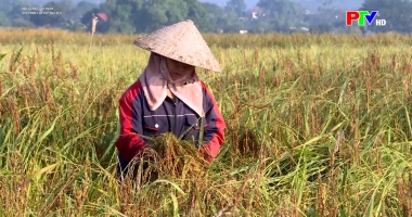 Mỗi xã một sản phẩm - Dẻo thơm lúa nếp Quạ đen