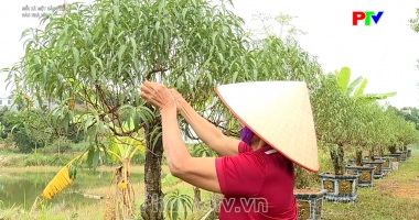 Mỗi xã một sản phẩm - Hoa đào nhà Nít