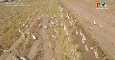 Muôn cách làm giàu - Nuôi vịt trong chuồng lạnh