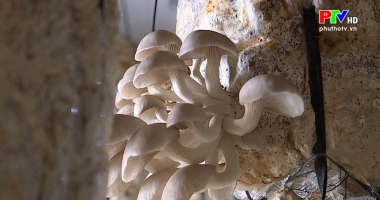 Muôn cách làm giàu: Thu nhập cao từ trồng nấm
