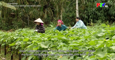 Tiếng Mường – Giảm nghèo từ mô hình sinh kế bền vững
