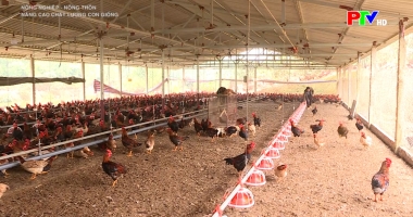 Nâng cao chất lượng con giống