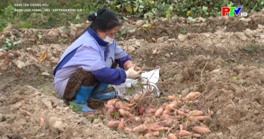 Nâng tầm thương hiệu - Khoai lang Hoàng Long: Sản phẩm đồng quê