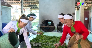 Nâng tầm thương hiệu - Nâng cao giá trị kinh tế cho sản phẩm chè Phú Thọ