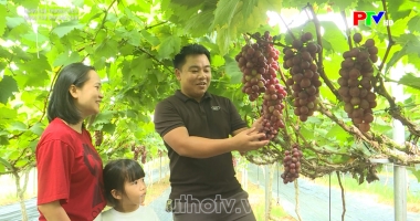 Nâng tầm thương hiệu - Nâng tầm nho đặc sản