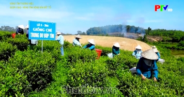 Nâng tầm thương hiệu - OCOP 5 sao: Nâng tầm nông sản đất Tổ