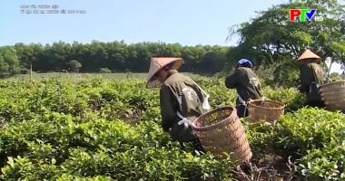 Nâng tầm thương hiệu - Từ đặc sản địa phương đến OCOP 5 sao