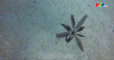 Những cư dân thú vị của đại dương