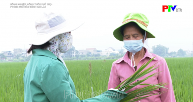 Phòng trừ sâu bệnh hại lúa