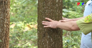 Chuyển hóa và chăm sóc rừng trồng cây gỗ lớn