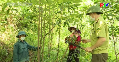 Chăm sóc rừng trồng sản xuất