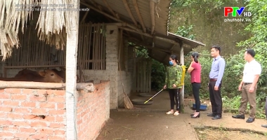 Khử trùng tiêu độc môi trường chăn nuôi