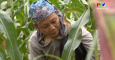 Nông nghiệp Phú Thọ: Liên kết sản xuất tiêu thụ ngô sinh khối