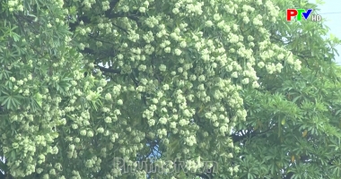 Nồng nàn hoa sữa