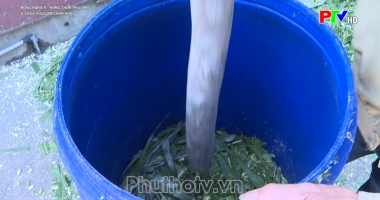 Nông nghiệp nông thôn Phú Thọ ngày 21-7-2023