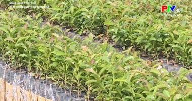 Nông nghiệp Phú Thọ - Phát triển kinh tế từ vườn ươm