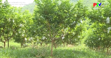 Nông thôn mới Phú Thọ - Đẩy mạnh phát triển kinh tế trang trại