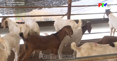 Nuôi dê nốt chuồng