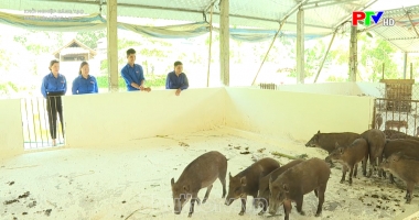 Nuôi lợn rừng lai