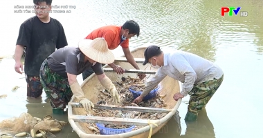 Nuôi tôm càng xanh trong ao