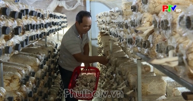 Nuôi trồng và sản xuất nấm sò