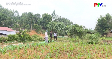 Xử phạt vi phạm trong chăn nuôi 