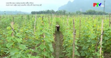 Phát huy hiệu quả nguồn vốn hỗ trợ phụ nữ