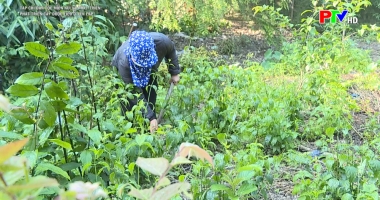 Phát triển cây dược liệu ở Yên Lập