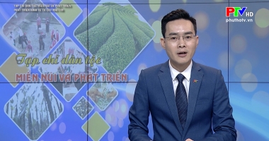 Phát triển kinh tế từ cây mía tím