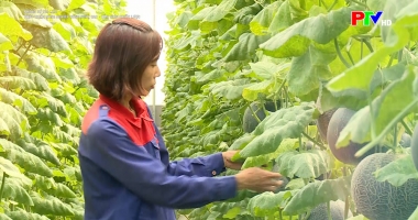 Phát triển nông nghiệp công nghệ cao - Tầm nhìn chiến lược