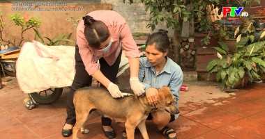 Phòng chống bệnh dại trên đàn chó, mèo