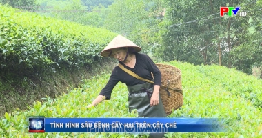 Phòng trừ sâu bệnh trong sản xuất chè an toàn